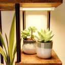 Uneedem Plant Stand Indoor with Grow Light, 8 Tiered Plant Shelf for Multiple Plants, 62" Tall Tree Shaped Metal Plant Rack Flower Holder for Room Corner Balcony Garden Patio