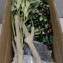 Olive Trees Artificial Indoor, 6FT Tall Faux Olive Tree with Lights, Moss and Planter, Artificial Plants Indoor with Natural Wood Trunk and Lifelike Fruits, Fake Tree for Home Office Living Room Decor