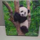 Black and White Animal Cute Panda Canvas Art Poster and Wall Art Picture Print Modern Family Bedroom Decor 12x12inch Framed (style)