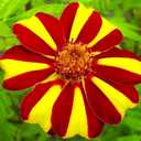 6 x 100+ Seeds French Marigolds Mr. Majestic - Flower Brown