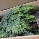 4FT Artificial Cedar Topiary Trees, 2 Pack in Pots