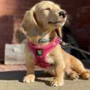 EcoBark Pink XXXS Dog Harness, Soft Mesh No Pull Mini Body Halter for Toy Breeds up to 10in, Escape Proof, Recycled Straps, Adjustable, Teacup Dog Harness Vest Under 5lbs