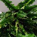 Large Artificial Ferns for Outdoor 47" Fake Boston Fern 60 Fronds Faux Ferns Plant Silk Greenery for Indoors Home Garden Porch Windowsill Decor (1 Stem)
