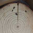 Set of (10) Medium 9-11" Wood Slices for Centerpieces! Wedding and Baby Shower centerpieces (Set of 10 Medium (9-11"))