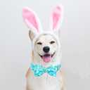 Lionheart glory Dog Bow Collar Easter Day Dog Collar for X-Small Dogs,Easter Rabbits Colorful Dog Collars with Bowtie Spring Bunnies Blue Collars Puppy Collar Bows