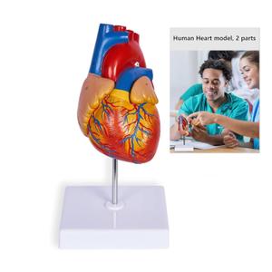 breesky Life Size Human Heart Model, Anatomically Accurate 2-PartMedical Model with 48 Anatomical Structures & Mounted Display Base & Number Manual for Classroom & Cardiology Study