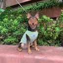 YQYS Dog Shirts Multi-Color Striped Cotton Vest for Small Dogs and Cats Puppy Clothes Teacup Dog Clothing Tank Top for Chihuahua Miniature Pinscher Green Large