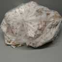 Modern Threads Solid Ultra Soft Microfiber Sheet Set, Queen, Rose Print