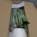 UPBUD Artificial Dracaena Tree, 5FT Tall Fake Plant, Faux Yucca Floor Plant