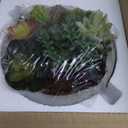 MyGift 8 Inch Round Modern Artificial Succulent Arrangement Potted in Gray Concrete Plant Bowl, Assorted Faux Mini Succulents in a Decorative Planter Pot (Grey)