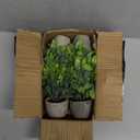 4 Pack Fake Plants Ceramic Mini Artificial Greenery Potted Plants for Home Decor Office Decor Room Decor Farmhouse Decor Indoor Table Bathroom Decor (Grey)