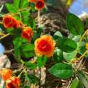 6FT Bendable Yellow Orange Rose Flower Garland, Artificial Silk Wild Roses Vine Leaves Hanging Flowers for Wall Fireplace Fence Trellis Wedding Home Spring Summer Decor(2PC)