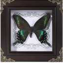 Real Butterfly Framed Home Decor, Taxidermy Shadow Box for Goth Dark Academia Wall Art Decor, Gothic Furniture Gifts for Victorian Whimsigoth Fantasy Moody Witchy Room Bedroom Decor