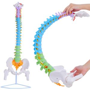 Life Size Spine Model - 34.6'' Flexible Human Spinal Anatomical Model with Nerves, Arteries, Lumbar Column and Male Pelvis, Colorful Anatomy Spine Model
