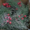 10 Pcs Christmas Candle Rings Wreath Artificial Candle Rings with Red Berry, Snowy Pine Garland Candle Ring Holder for Christmas Decorations Table Centerpiece