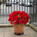 lovemoon 16 Pcs Artificial Geranium Plant Realistic Silk Flowers for Outside UV Resistant Faux Geraniums Flowers for Indoor Outdoor Home Garden Office Decoration (16, Red)