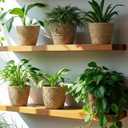 AceOrbit 6 Pcs Seagrass Plant Basket with Plastic Liners Woven Stylish Planter Baskets Bulk Indoor Outdoor Plants Woven Wicker Baskets for Flower Pots Cover and Room Decor Small (Small,Rustic)