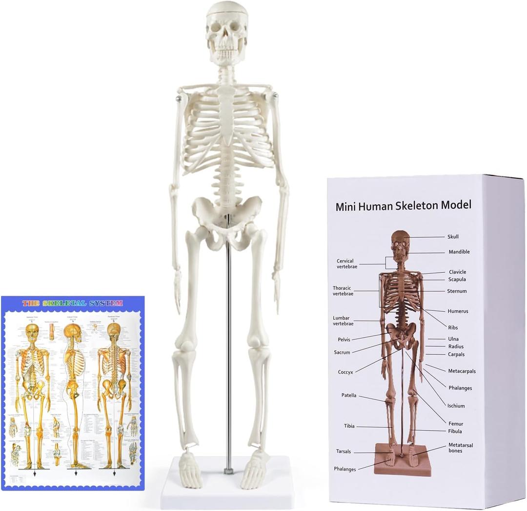 breesky Human Skeleton Model for Anatomy: 17 Human Skeleton Model with Movable Arms and Legs - Scientific Model for Study and Display