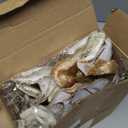 Mindsoft 20pcs Christmas Magnolia Flowers Velvet Poinsettia Artificial Flowers Glitter Christmas Tree Ornaments 6.4" for Xmas New Year Wedding Party Holiday Decoration(Beige, Light Brown, Dark Brown)