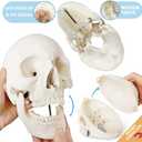 Merinden Human Skeleton Model For Anatomy 67 inch High, Full Size Skeleton Models with 3 Poster, Skull, Spine, Bones, Articulated Hand & Foot, for Anatomy Medical Learning, 8.6 x 13.7 inches