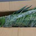 5ft Artificial Palm Tree Indoor Plant Tall Fake Tropical Paradise Palm Tree in Pot with Real Bark Design Faux Areca Palm Tree for Home Office Living Room Bedroom Farmhouse Modern Decor 1pcs