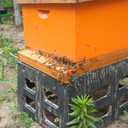 Beehive Screened Bottom Board Dipped in 100% Beeswax,Langstroth 10 Frame Bee Hive Screen Bottom Board with Entrance Reducer for Bee Hive Beekeeping Backyard