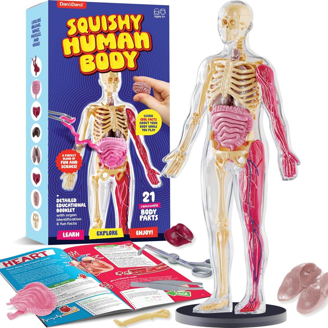 Dan&Darci Human Anatomy Squishy Body Model - Science Kits for Kids Ages 4-8 - STEM Toys for 4 5 6 7 8 Year Old Boy Birthday Gift - Learning Educational Toys for Ages 5-7 Boys Gifts - Skeleton Parts
