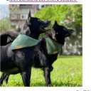 Premium Cotton Dog Bandanas - 2 Pack - Adjustable Fit - Washable - For Small, Medium & Large Breeds - Girl & Boy Dog Accessories - Multiple Sizes (Forest Green & Seafoam Green, Large)