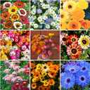 9 x 300+ Mixed Daisy Seeds for Planting-Gerber Daisy Seeds,Gerbera Daisy Seed Non-GMO Heirloom Flower for Garden Outdoor (EXP 01/01/28)