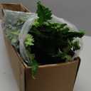 Single Silky Artificial Boston Fern Bush, 49Inch Large Artificial Ferns for Outdoors, Large Faux Ferns Artificial Plants,Suitable for Decorating Office, Living Room Faux Greenery,95Branches