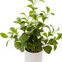 19'' Artificial Ficus Plant in White Textured Ceramic Pot Realistic Faux Greenery with Lifelike Leaves Fake Plants for Indoor Home Office Bathroom Shelf Desk Tabletop Decor