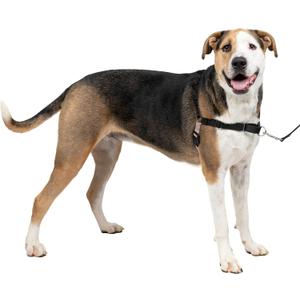 PetSafe Easy Walk No-Pull Dog Harness - The Ultimate Harness to Help Stop Pulling - Take Control & Teach Better Leash Manners - Helps Prevent Pets Pulling on Walks, X-Large, Black/Silver