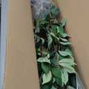 Artificial Fake Ficus Tree 7FT Tall 1Pack with White Planter & Free Moss, Artificial Plants Indoor, Artificial Trees for Home Decor Indoor, Faux Ficus Tree