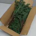 12PCS Norfolk Pine Stems, Christmas Greenery Stems - Artificial Faux Norfolk Pine Branches with Big Pinecones, Real Touch Evergreen Greenery for DIY Crafts, Indoor Outdoor Home Garden Vase Table Decor