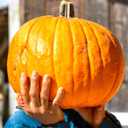 Seeds Pumpkin Big Max 20+ Seeds to Grow Massive Size Pumpkin