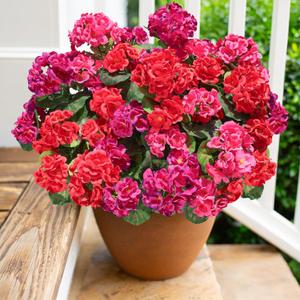 Artificial Geranium Fake Flowers for Outdoors Decoration, 6 Bundles Silk Geraniums Flower UV Resistant Look Real Faux Plants for Front Door Garden Porch Planter Patio Balcony Yard Indoor Home, Mix (3-color Mixing(2 Fuchsia, 2 Red, 2 Hotpink)) Artificial Geranium Fake Flowers for Outdoors Decoration, 6 Bundles Silk Geraniums Flower UV Resistant Look Real Faux Plants for Front Door Garden Porch Planter Patio Balcony Yard Indoor Home, Mix (3-color Mixing(2 Fuchsia, 2 Red, 2 Hotpink))
