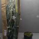 Nearly Natural 6.5ft Artificial Golden Cane Palm Tree, Lifelike Silk Indoor Palm With Three Textured Trunks Flexible Fronds Nursery Planter, Low Maintenance