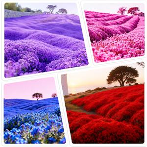 2 x 15000+ Creeping Thyme Seeds for Planting Outdoor-Perennial Magic Carpet Ground Cover Herb Plant in Your Home Garden Backyard Non-GMO (EXP 11/19/26)