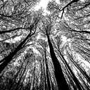 Bgraamiens Puzzle-Forest in Black and White-1000 Pieces Creative Black and White Nature Scenery Hard Puzzle Blue Board Jigsaw Puzzle