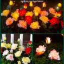 Brightown Outdoor Solar Garden Lights - 4 Pack LED Flower Lights with Realistic Rose, Bigger Solar Panel, Waterproof for Yard & Patio Decorations