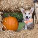 Elegant little tail Fall Dog Collar, Halloween Dog Collar Pink Pumpkin Pet Collars with Bowtie Puppy Metal Buckle Cotton Girls Boys Adjustable Pet Collars for Large Dogs (Large (Pack of 1))