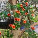 6FT Bendable Yellow Orange Rose Flower Garland, Artificial Silk Wild Roses Vine Leaves Hanging Flowers for Wall Fireplace Fence Trellis Wedding Home Spring Summer Decor(2PC)