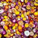 Dried Daisy Flowers Heads, Dried Chrysanthemum, Multicolor, for Wedding Decor, Home Party, DIY Craft55-60 Pcs