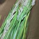 Artificial Plant, 47in Tall Pampas Grass, Faux House Plants in Pot, Indoor Decorative Flowers &Greenery for Home and Office, Ideal Housewarming Gift
