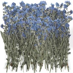 50 Pcs Natural Forget Me Not Pressed Dried Flowers Blue Don't Forget Me Dried Flower Real for Resin Jewelry Candle Card Making Nail Art DIY Home Decoration