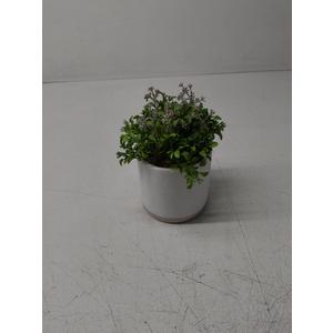 HD 6 IN BLOOM GREENERY