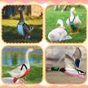 DoubleFill 6 Pcs Chicken Diapers for Indoor Chickens Reusable Washable Duck Diapers with Bowtie Adjustable Ducklings Pet Poultry Potty Training Clothes for Rooster Chicken Geese(Cute,M)