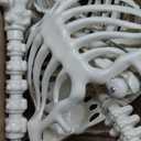 Lodou 5.4Ft Posable Life Size Human Adult Skeletons Plastic Human Bones with Movable Joints for Halloween Decoration