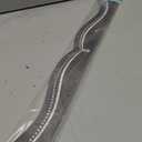 CTP Dotted Swirl EZ Border for Classroom Bulletin Board Border for Classroom (Creative Teaching Press 10571)