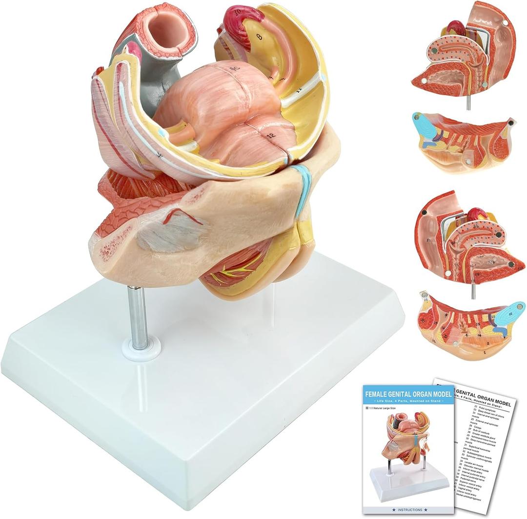 HADWYN 2025 New 4-Parts Human Female Genitalia Organ Anatomical Model, Life-Size Female Genital System Anatomical Model with Colorful Manual and Stand for Medical Science Education Study Teaching